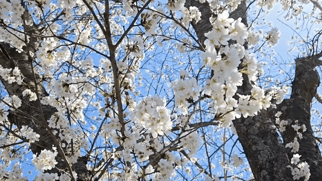 맑은 하늘 아래 핀 벚꽃