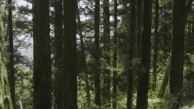 Dense forest with tall trees