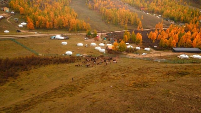 Autumn landscape with yurts and horses