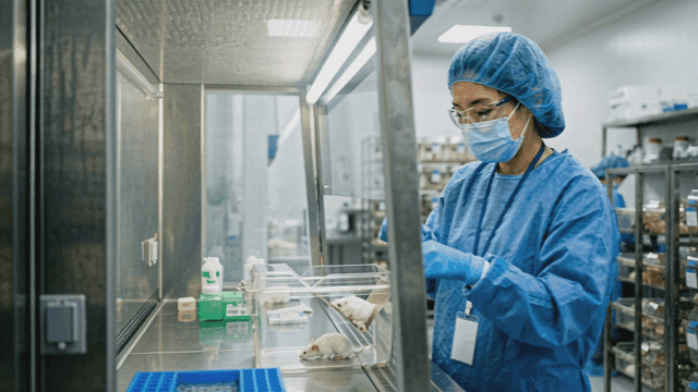 Scientist conducting research with lab mice