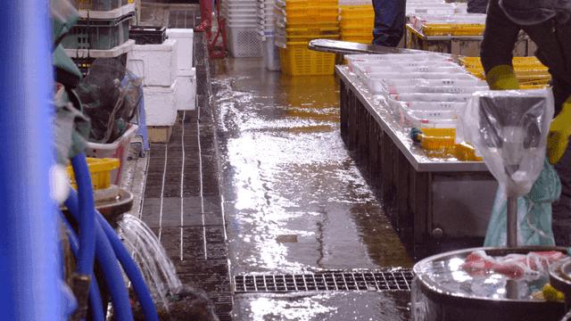 Workers handling fish at fish market