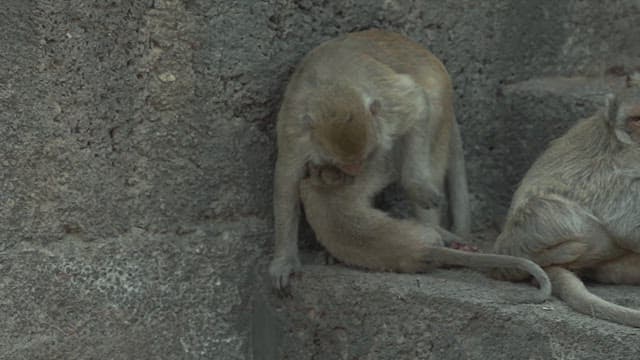 Monkeys Resting on a Stone Structure in Ancient Temple