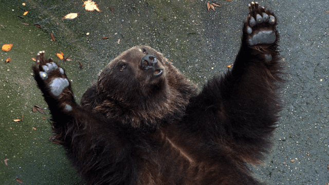 Brown bear lying on ground with its paws raised