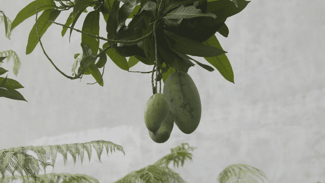 Green mangoes hanging from a tree branch