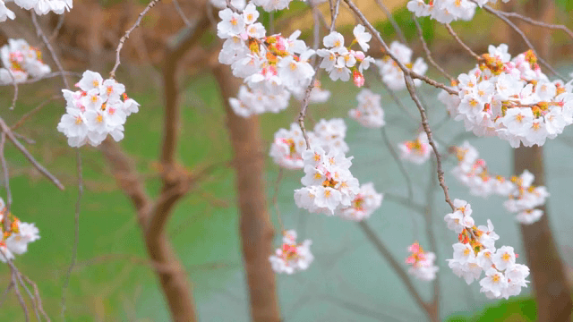 가지에 만개한 벚꽃