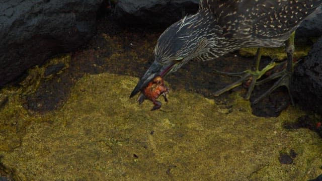 Bird Hunting Crab on Rocky Shoreline