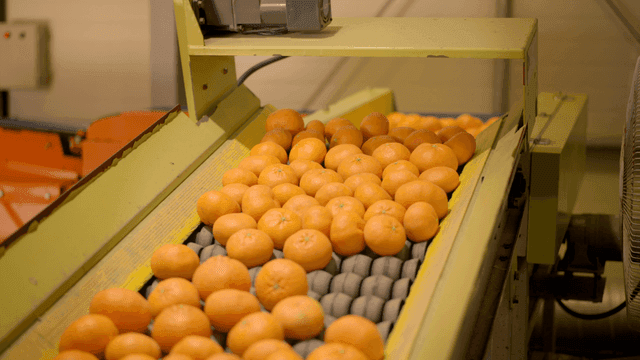 Tangerines on conveyor belt at factory