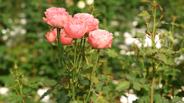 Pink roses blooming in a garden