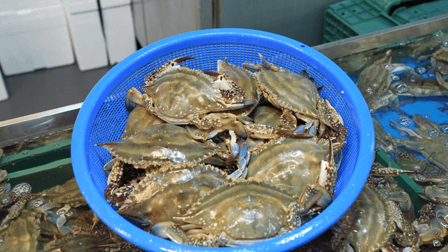 Blue basket at seafood market filled with crabs