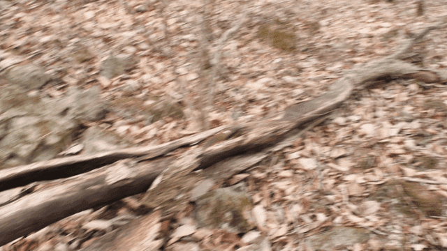 낙엽과 나뭇가지가 있는 숲 바닥