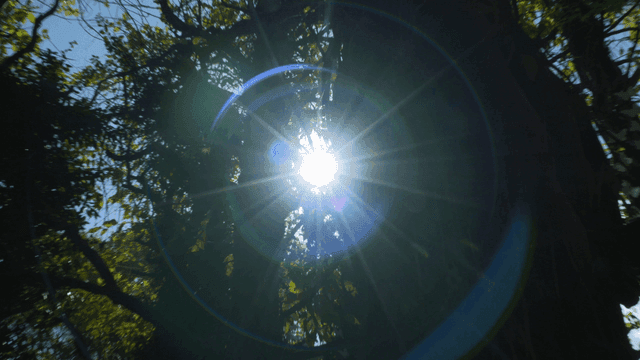 Sunlight filtering through forest trees