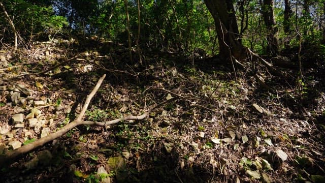 Forest floor with branches and rocks on a sunny day