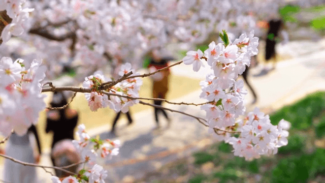 화창한 날 만개한 벚꽃
