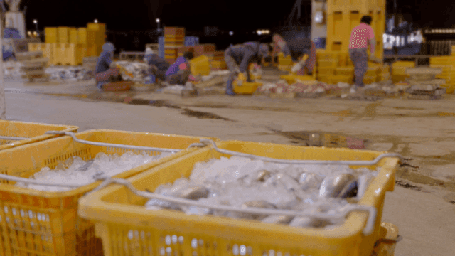 Nighttime fish market workers sorting catch