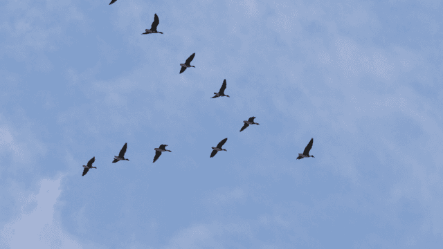 Flock of birds flying in formation across the clear sky