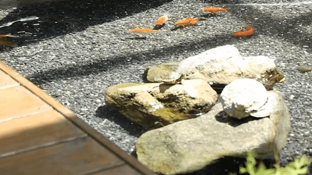 금붕어와 바위가 있는 연못