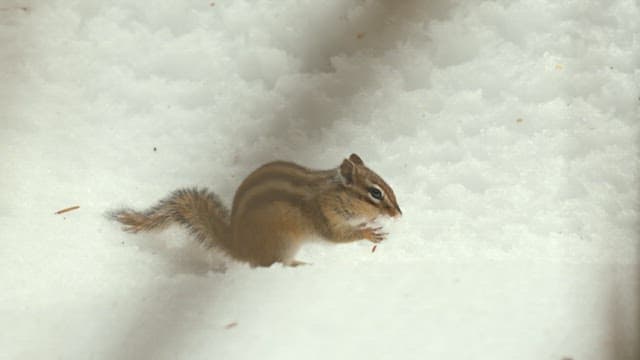 Squirrel Foraging in the Snow