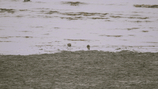 Sandpipers foraging on the muddy tidal shore