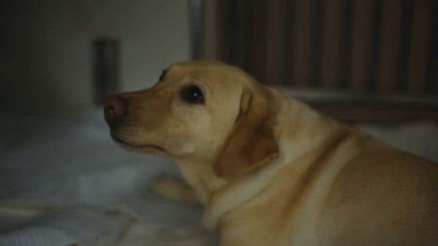 갓 태어난 강아지와 어미개의 상호작용