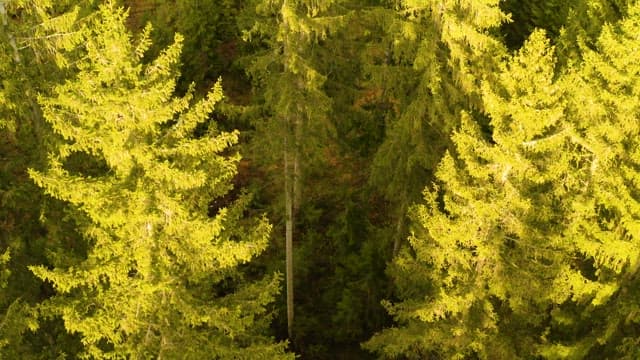 키가 큰 나무들이 밀집한 숲 풍경