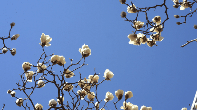 Magnolia blossoms against a clear blue sky