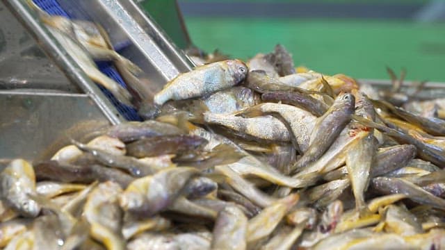 식품 가공 공장의 컨베이어 벨트 위에서 분류되는 조기