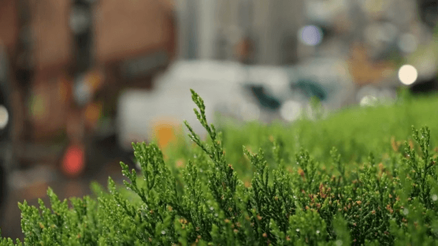 빗방울 맺힌 거리 위 녹색 관목