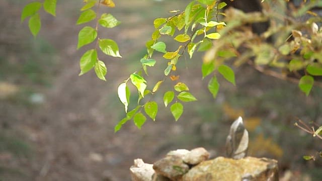 Leaves and stacked stones in a tranquil forest with sunlight