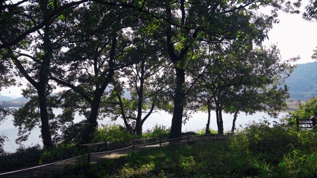 A serene forest path beside a calm river on a sunny day