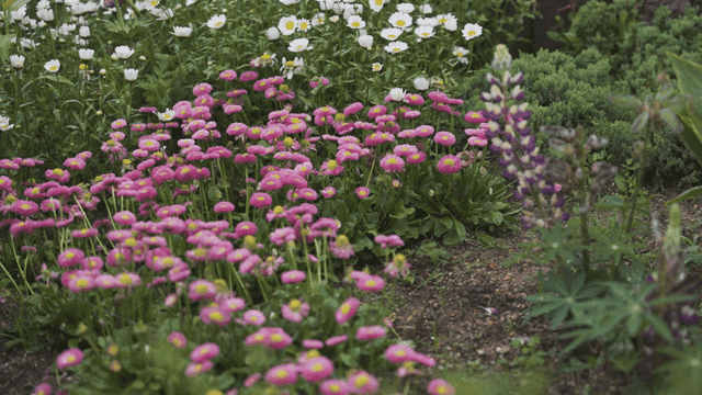 다채로운 꽃이 있는 활기찬 정원