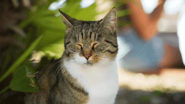 Cat resting in shade