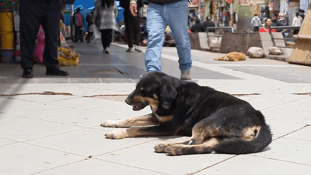 번화한 거리에서 쉬고 있는 개