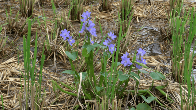 젖은 논에 핀 보라색 꽃