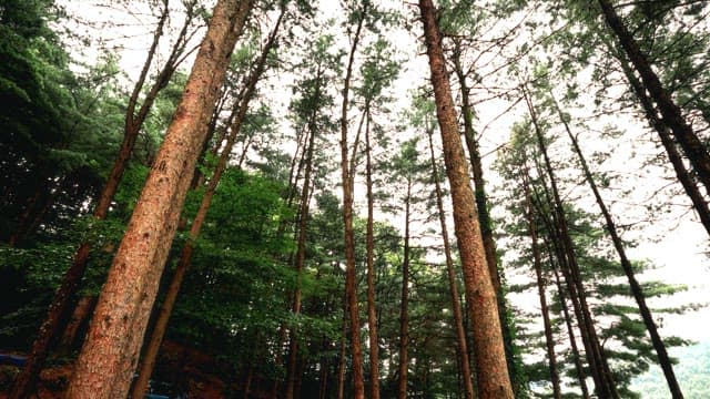 Majestic Forest with Tall, Green Trees