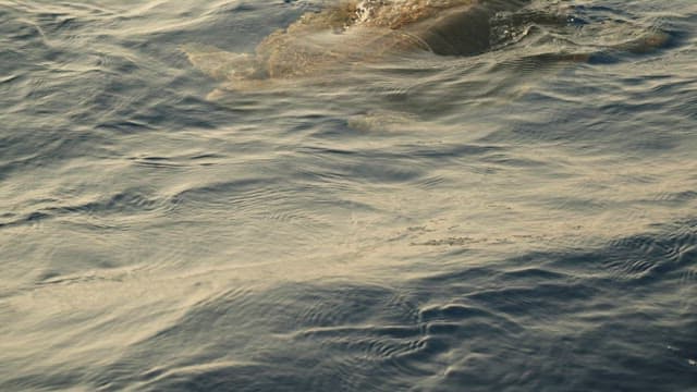 물고기와 함께 헤엄치는 바다거북