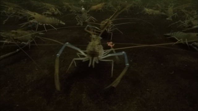 어두운 수조에서 헤엄치는 새우들