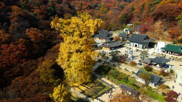 Serene temple with many tourists in the mountains covered in autumn leaves