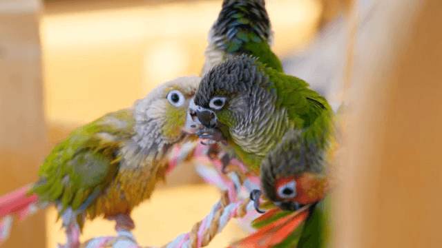 Colorful parrots perched on a rope