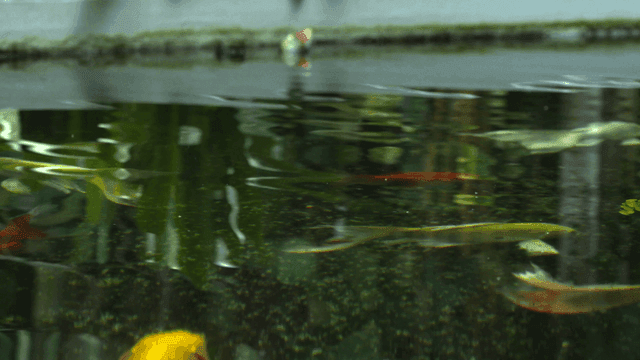 Colorful carp swimming in tranquil pond