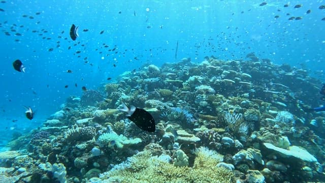 물고기로 가득한 활기찬 산호초