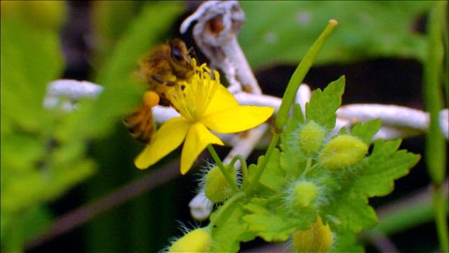 Bee Pollinating a Vibrant Yellow Flower