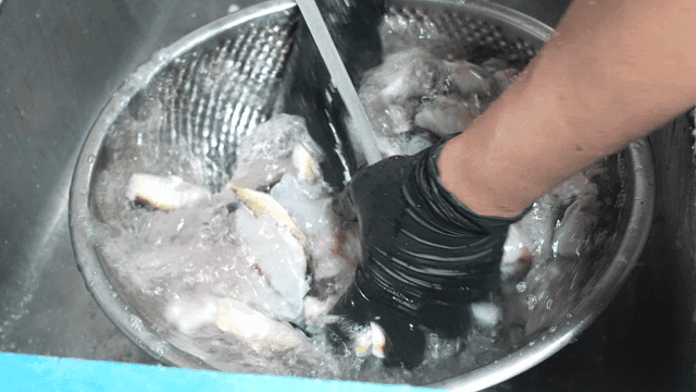 Hand washing pufferfish in kitchen sink