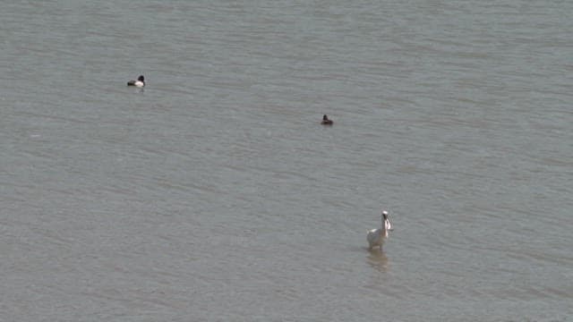 물가에서 먹이를 찾거나 날아다니는 새들