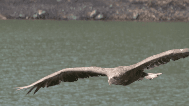 White-tailed eagle flying over calm lake