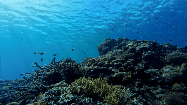 Vibrant coral reef teeming with fish