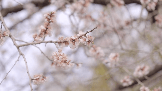 Cherry blossoms blooming on branches