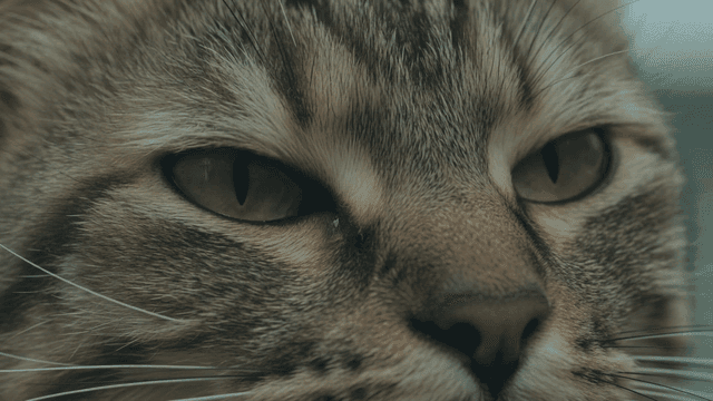Close-up of a cat's face with green eyes