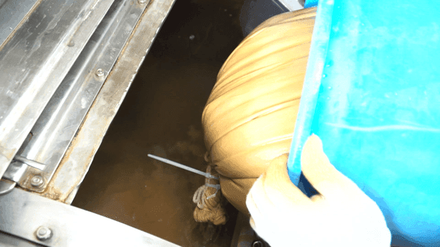 Putting ground acorns into a machine