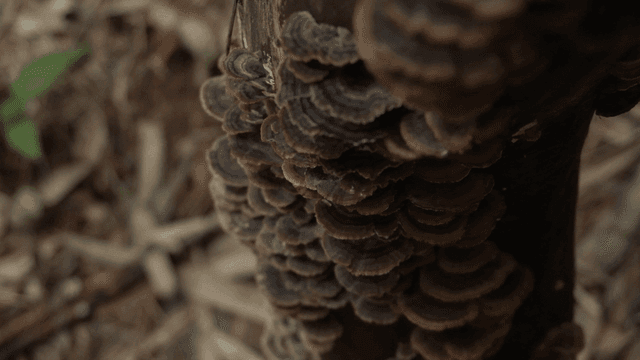 나무줄기 틈새에 모여 자란 짙은색 버섯들