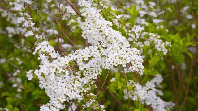 초록 가지에 피어난 하얀 꽃들